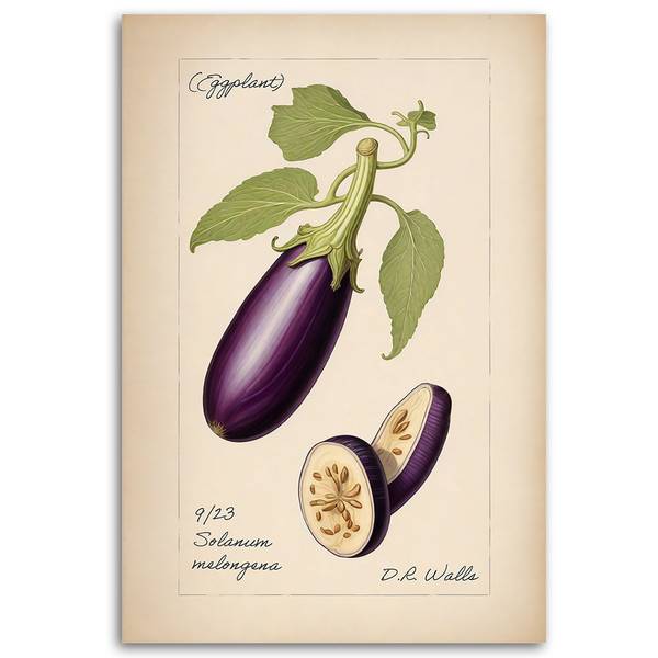 Wandbild vintage-gemüse aubergine 70 x 100 cm