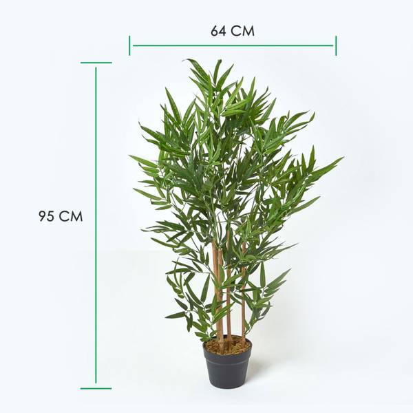 bambus hohenems Wuchernder Bambus Goldrohrbambus kaufen | Phyllostachys aurea -  Goldrohrbambus