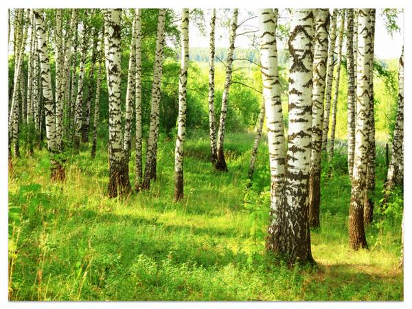 Fototapete Birkenwald Bäume Pflanzen 250 x 175 x 175 cm