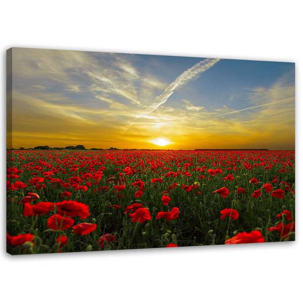 Wandbild mohnwiese in der sonne 100 x 70 cm