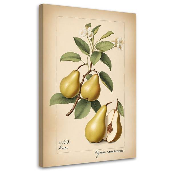 Tableau déco fruits vintage poire 80 x 120 cm