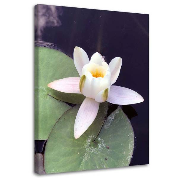 Wandbild seerose blume pflanze 60 x 90 cm
