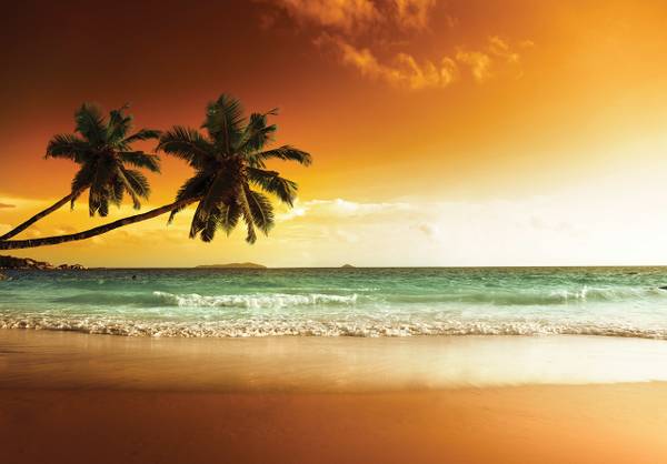 Vlies Fototapete Strand Palme Wohnzimmer 416 x 254 cm