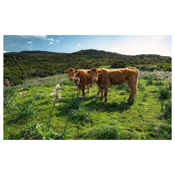 Fotobehang Koeienparadijs vlies - meerdere kleuren