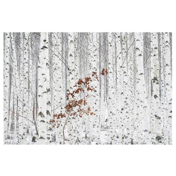 Papier peint intissé Bouleaux en automne Papier peint - Blanc - 432 x 290 cm