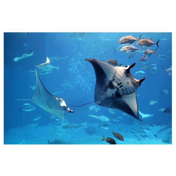 Fotomurale Manta Ray Tessuto non tessuto - Blu - 432 x 290 cm