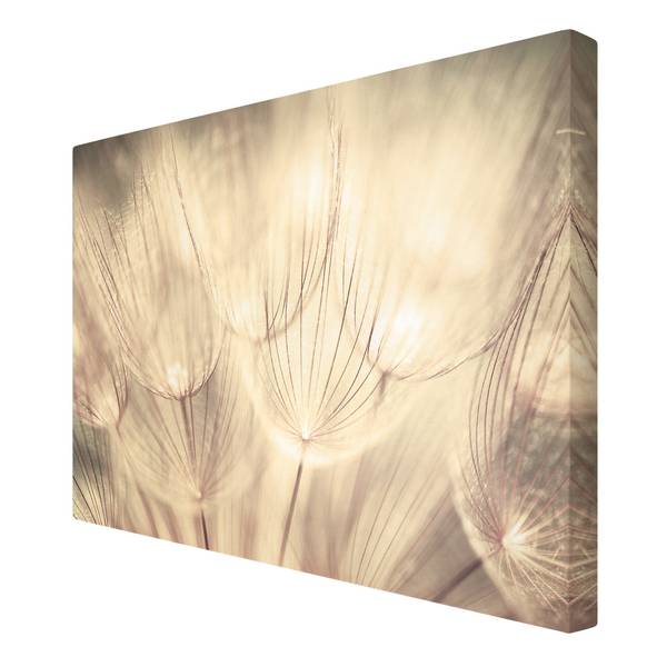 Canvas Dente di leone IV Beige - 60 x 40 x 2 cm - Larghezza: 60 cm