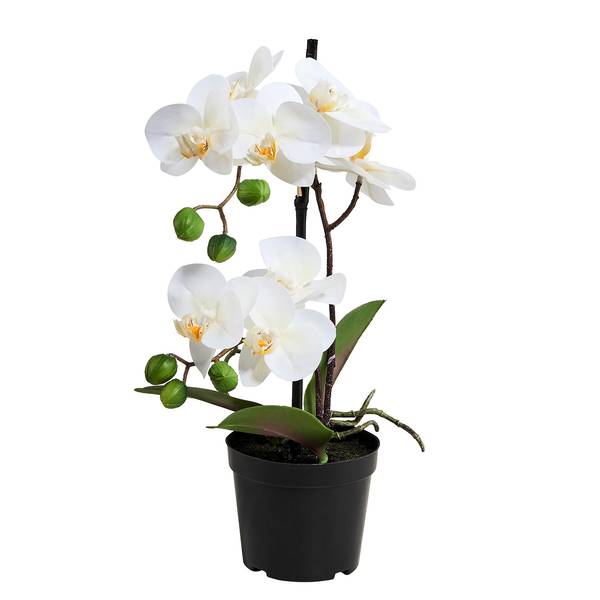 Orchidee im Topf FLORISTA Eisen / Polyethylen - Weiß