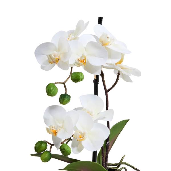 Orchidee im Topf FLORISTA Eisen / Polyethylen - Weiß
