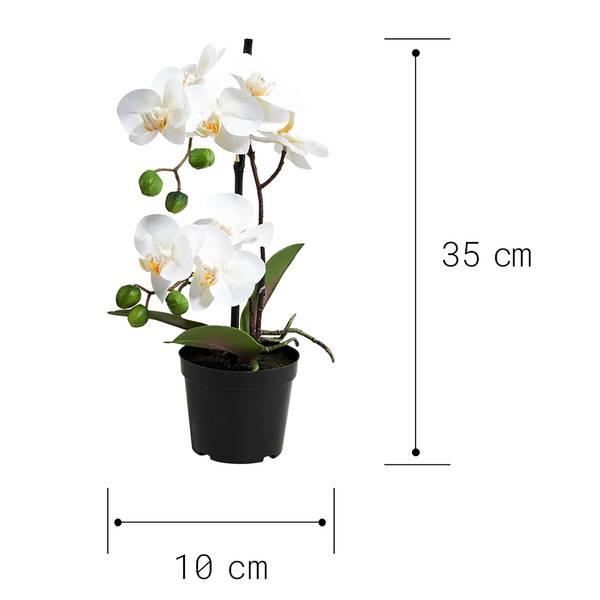 Orchidee im Topf FLORISTA Eisen / Polyethylen - Weiß