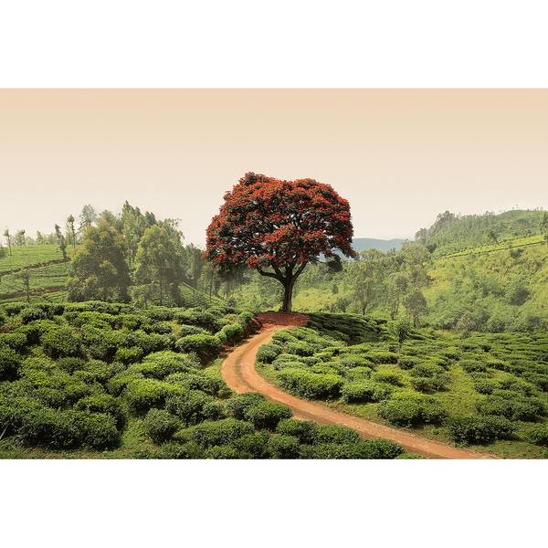 Fotomurale Paesaggio naturale Tessuto non tessuto - Verde / Beige / Rosso - 3,84cm x 2,6cm