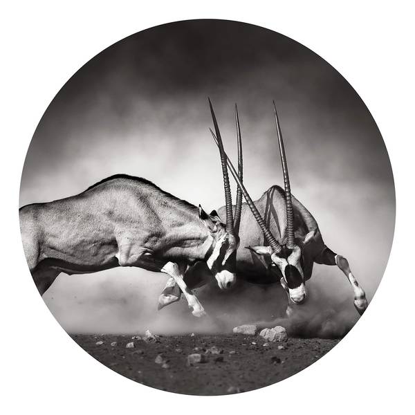 Fotobehang Duel Dieren vlies - zwart / wit - 1,4cm x 1,4cm