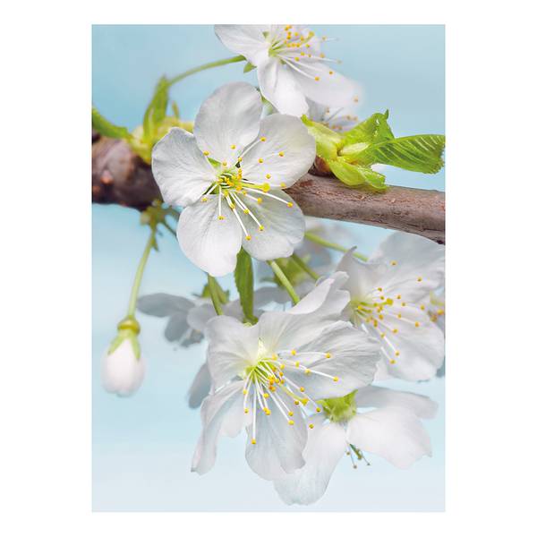 Vliesbehang Blossom Vlies