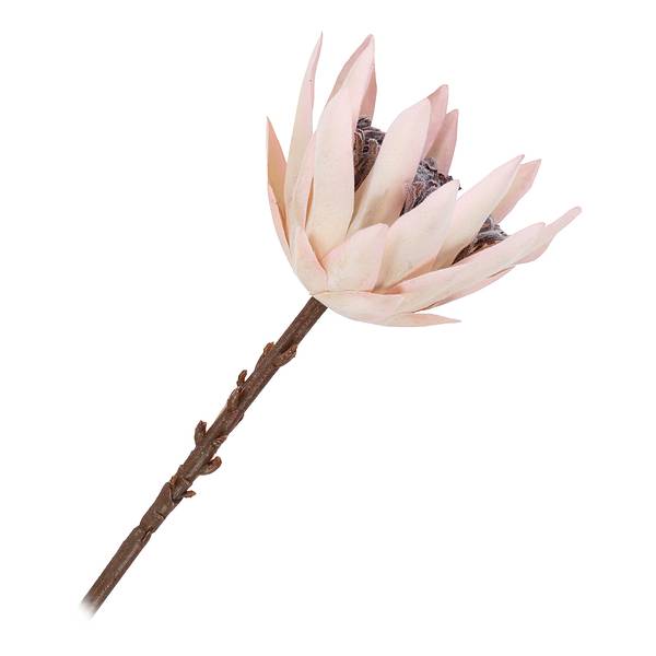 Fiori secchi King Protea B Polietilene / Multicolore