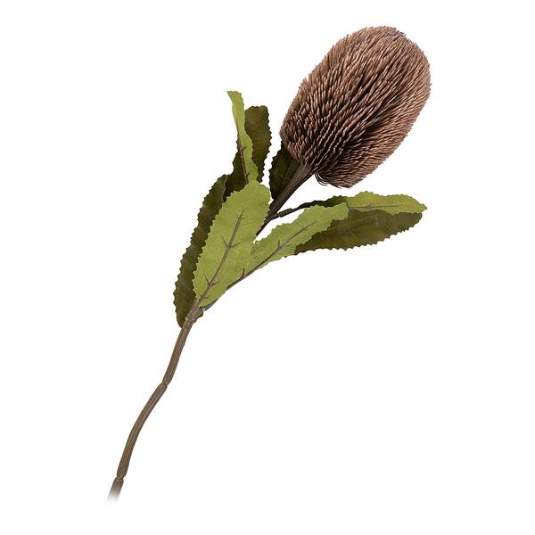 Fiori secchi King Protea B Polietilene / Multicolore