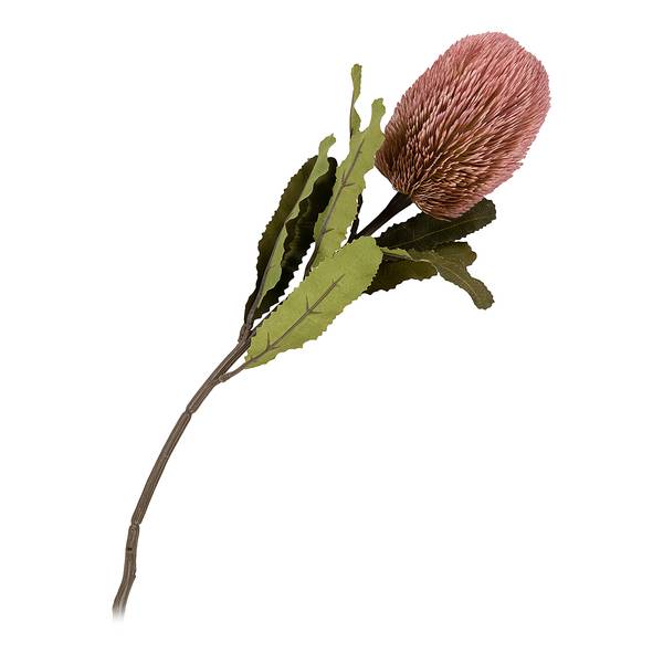 Fleurs séchées King Protea - Type A Polythylène - Multicolore