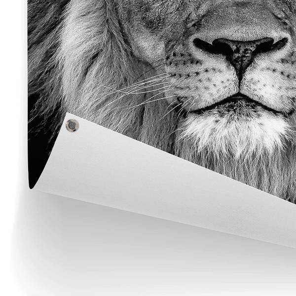 Poster extérieur Lion aux yeux bleus PVC - Noir - 60 x 80 cm