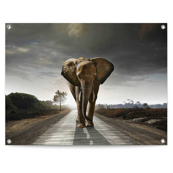 Poster extérieur Roi éléphant PVC - Marron - 60 x 80 cm