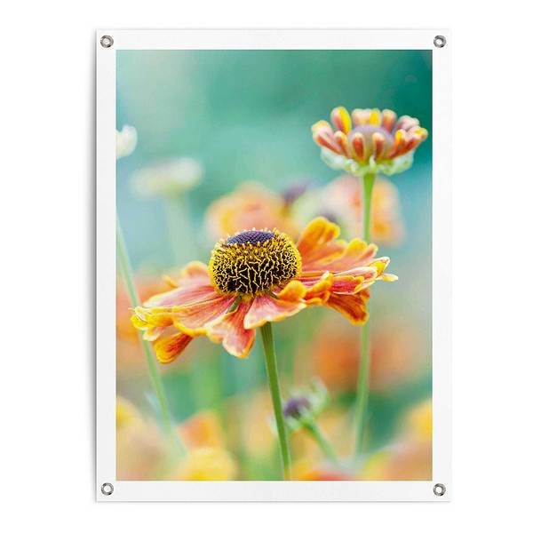 Outdoor-poster Bloem PVC - oranje - 60 x 80 cm