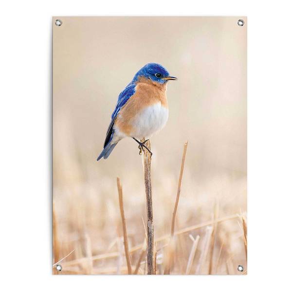 Outdoor-Poster Blauer Vogel PVC - Blau - 60 x 80 cm