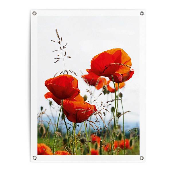 Poster extérieur Coquelicots PVC - Rouge - 60 x 80 cm