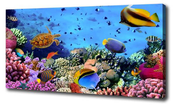 Wandbild Korallenriff 100 x 50 cm