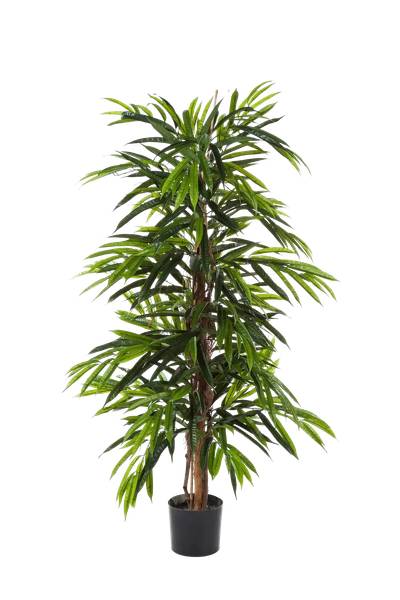 Künstliche Longifolia Marvin Beige - Kunststoff - 75 x 210 x 75 cm