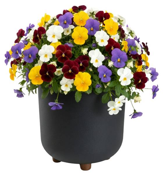Blumentopf Terra Grau - 24 x 27 x 24 cm