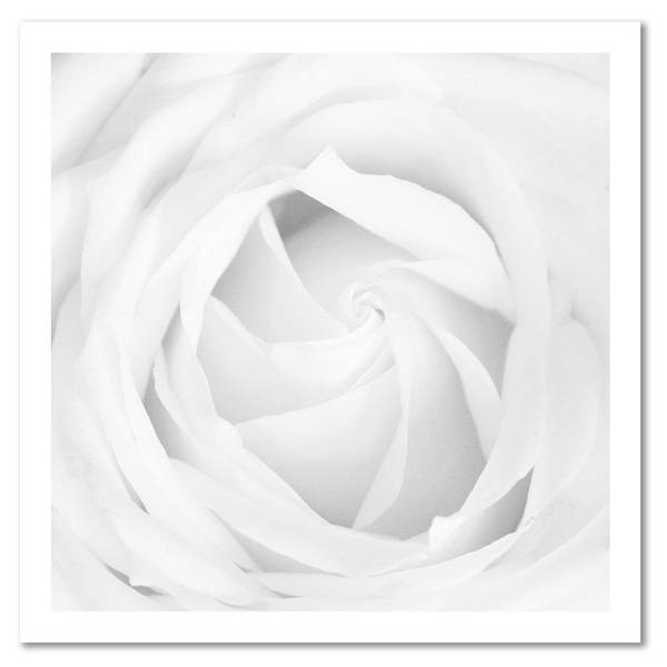 Wandbild rose 40 x 40 cm