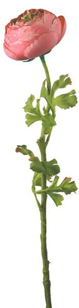 Ranunkelstiel geschlossen  NORA Pink