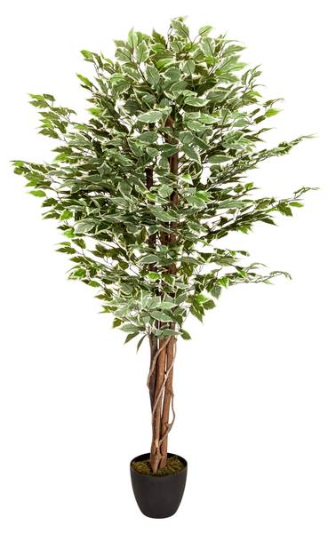 Kunstpflanze FICUS Grün - Kunststoff - 80 x 165 x 80 cm