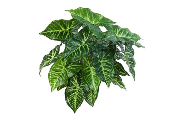 Künstliche Syngonium Kalle Beige - Kunststoff - 30 x 45 x 30 cm