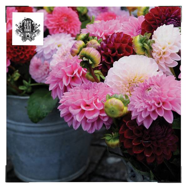 Leinwandbild Dahlia Pink - Baumwollstoff - 50 x 50 x 2 cm