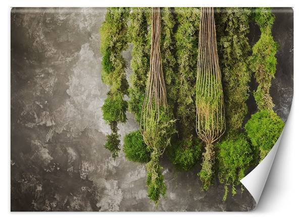 Papier peint, Plante de mousse Nature 350 x 245 cm