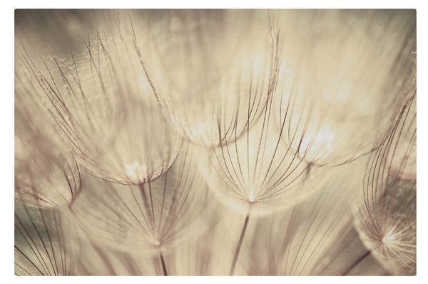 Akustikbild Pusteblumen Nahaufnahme 70 x 50 cm
