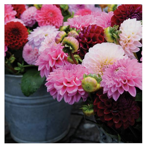 Leinwandbild Dahlia Pink - Baumwollstoff - 50 x 50 x 2 cm