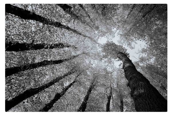 Akustikbild Lebensbäume II 210 x 140 cm