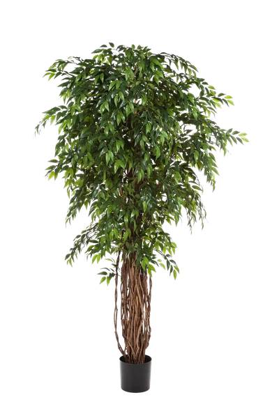 Künstlicher Ficus Jayden Beige - Kunststoff - 90 x 210 x 90 cm