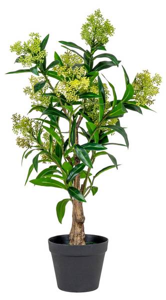 Künstliche Pflanze Skimmia Grün - Polypropylen - 40 x 75 x 40 cm