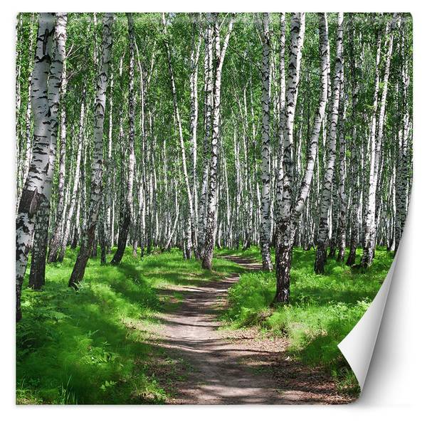 Fototapete Birkenwald Baume Natur 300 x 300 cm