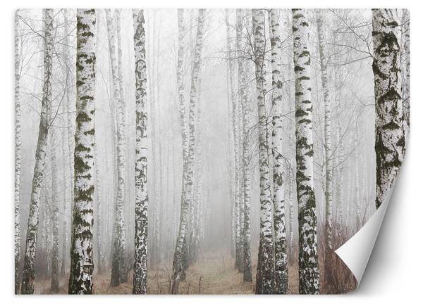 Fototapete Birkenwald im Nebel 400 x 280 cm