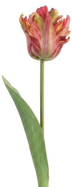 Kunstblume 82921 Orange - Kunststoff - 1 x 61 x 61 cm
