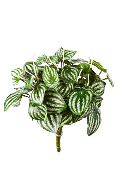 Künstliche Peperomia Melon Beige - Kunststoff - 23 x 35 x 23 cm