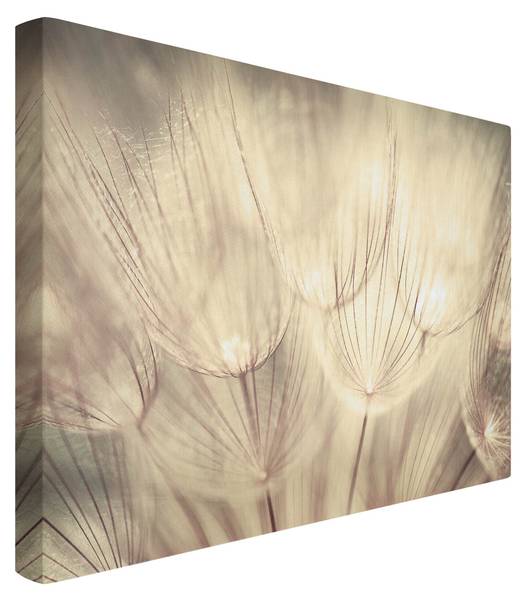 Akustikbild Pusteblumen Nahaufnahme 70 x 50 cm