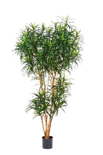 Künstlicher Drachenbaum Helmut 80 x 180 x 80 cm