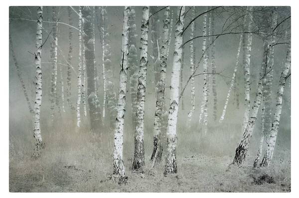 Akustikbild Birkenwald 180 x 120 cm