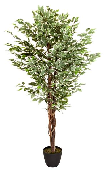 Kunstpflanze FICUS Grün - Kunststoff - 80 x 165 x 80 cm