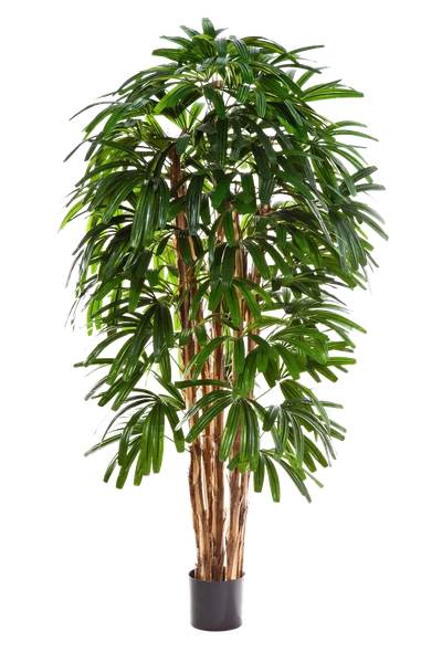 Künstliche Steckenpalme Nicole Beige - Kunststoff - 80 x 180 x 80 cm