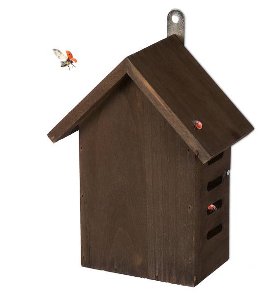 Marienkäferhaus aus Holz Braun - Holzwerkstoff - 17 x 22 x 10 cm