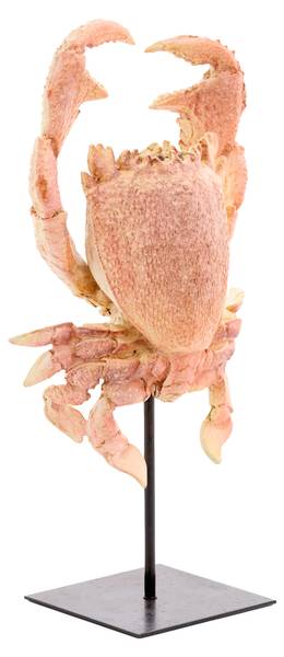 Ornament CRAB Orange - Kunststoff - 13 x 43 x 23 cm